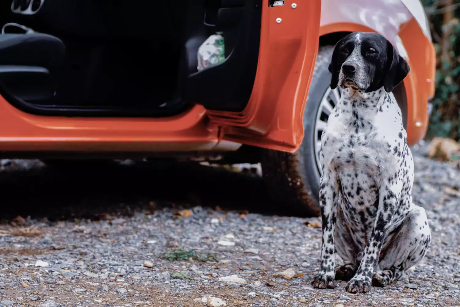 Honda HR-V Dog Safety Belt for German Shorthaired Pointers