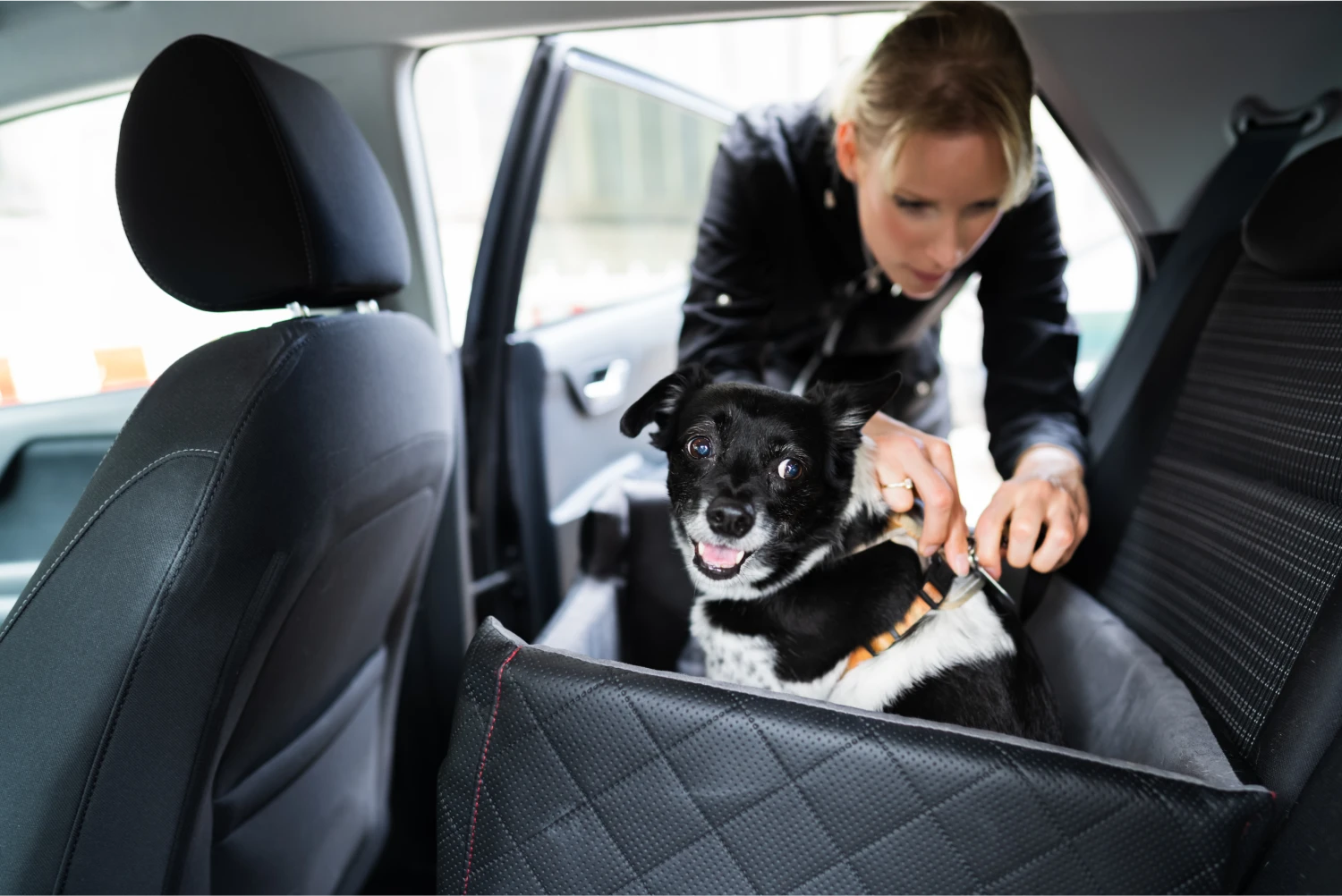 Weimaraners  Dog Safety Belt for Toyota RAV4