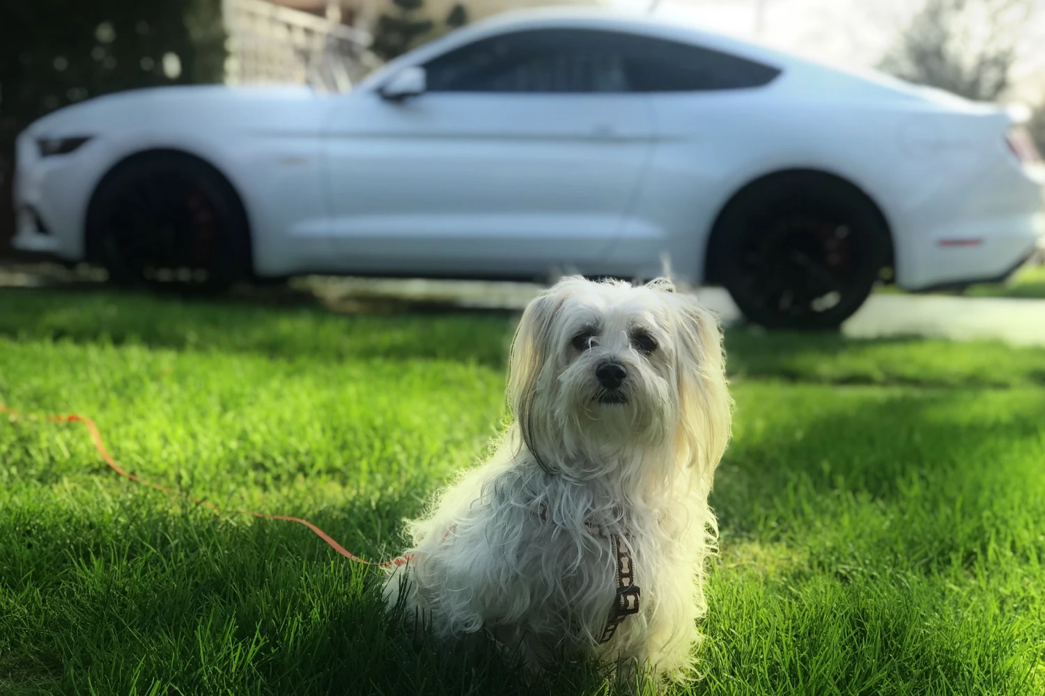 Ford Mustang Dog Car Seat for Havanese