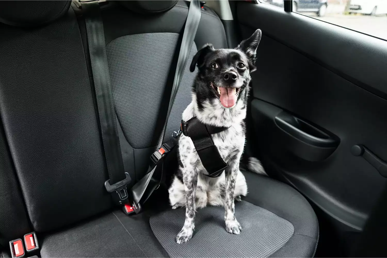 Brittanys  Dog Safety Belt for Chevrolet Blazer