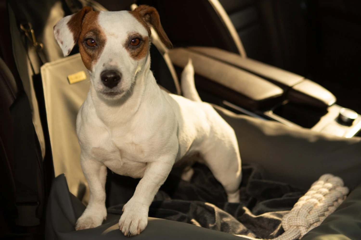 Rat Terriers Dog Car Seat for Mazda3