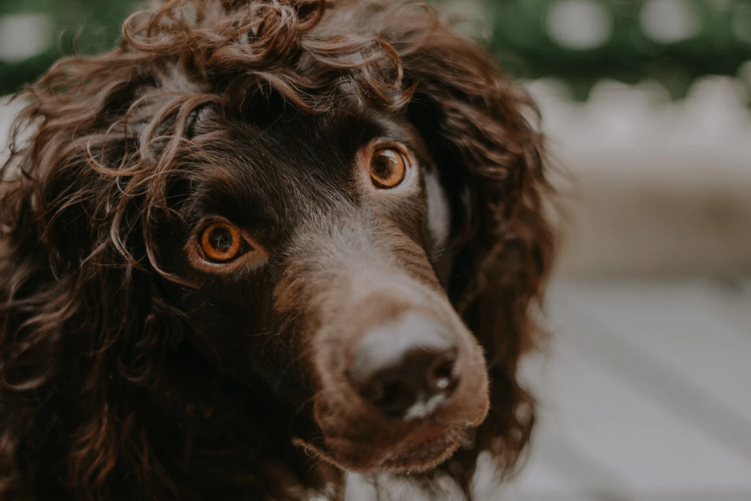 Toyota RAV4 Dog Car Seat for American Water Spaniels