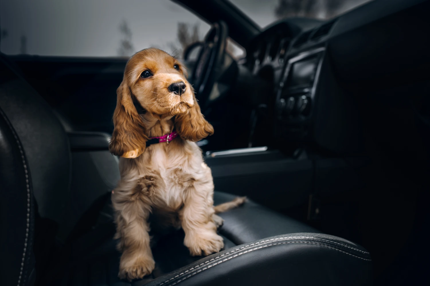 Nissan Maxima Dog Car Seat Belt for Cocker Spaniels